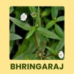 Unlocking the Power of Bhringraj: Enhancing Hair Health Naturally 3 Bhringraj