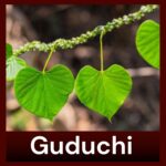 8 Health Benefits of Guduchi - Immune Boosting Herb 2 Guduchi
